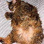 cat, tabby, fluffy, sleeping, relaxed, pet, animal, feline, fur, whiskers, paws, bed, blanket, striped, cozy, cute, domestic, resting, indoor, soft
