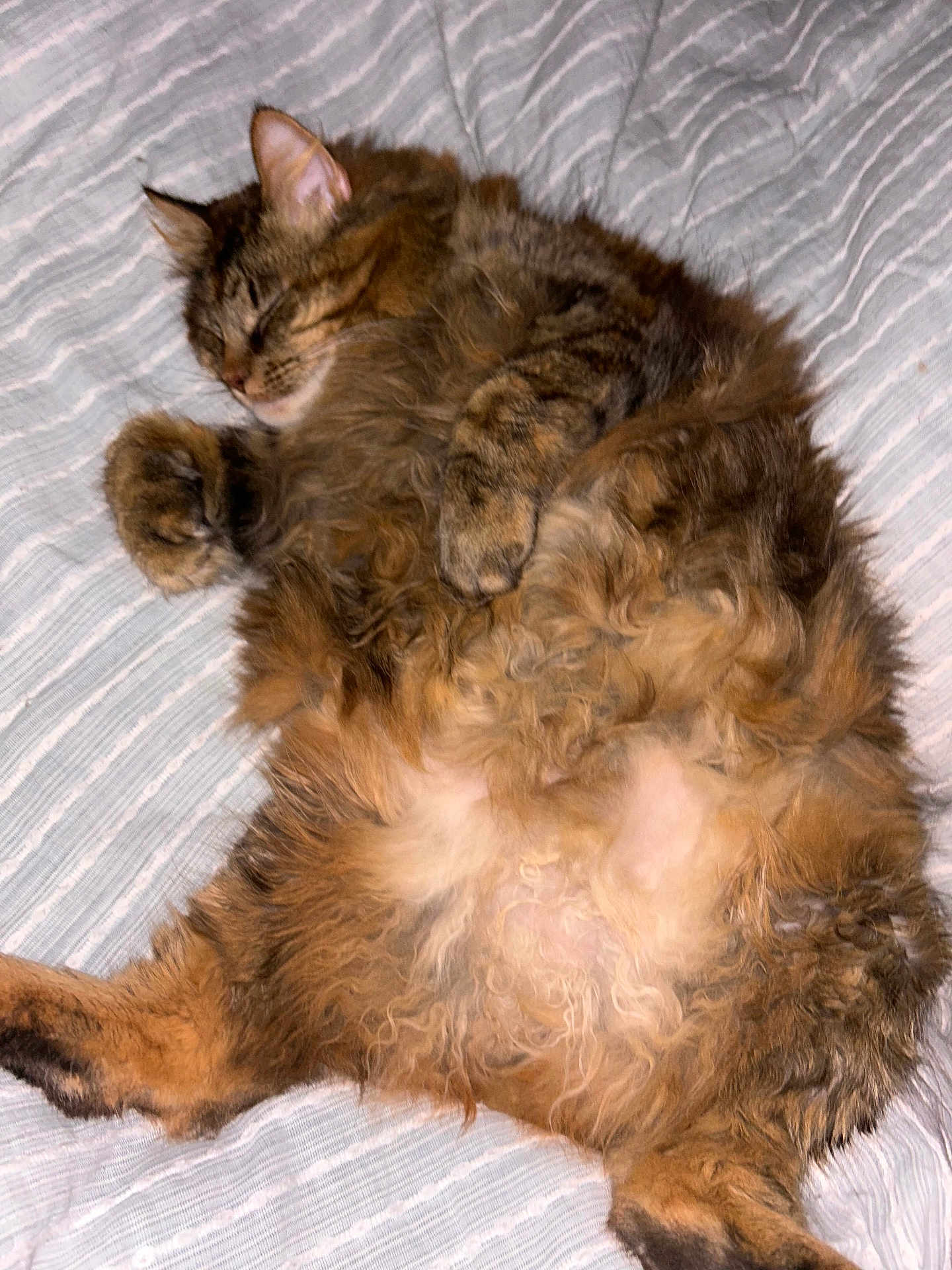 Momma joined the competition — help win amazing prizes! cat, tabby, fluffy, sleeping, relaxed, pet, animal, feline, fur, whiskers, paws, bed, blanket, striped, cozy, cute, domestic, resting, indoor, soft