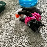 Mazy is registered to the contest to win money with this photo: kitten, cat, black_and_white, pink_outfit, toy_ball, blue_toy, carpet, playful, pet, indoor, feline, animal, cute, small, claws, fur, whiskers, eyes, paws, rolling