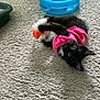 kitten, cat, black_and_white, pink_outfit, toy_ball, blue_toy, carpet, playful, pet, indoor, feline, animal, cute, small, claws, fur, whiskers, eyes, paws, rolling