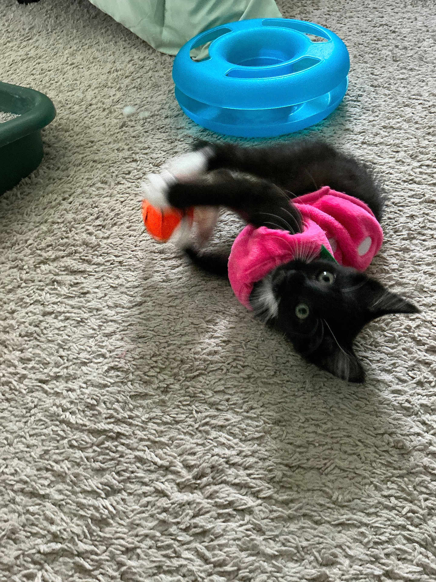 Mazy is registered to the contest to win money with this photo: kitten, cat, black_and_white, pink_outfit, toy_ball, blue_toy, carpet, playful, pet, indoor, feline, animal, cute, small, claws, fur, whiskers, eyes, paws, rolling