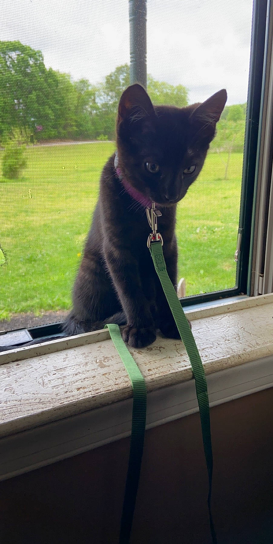 Chamber joined the competition — help win amazing prizes! black_cat, bombay, carnivore, cat, chartreux, domestic_short_haired_cat, felidae, havana_brown, kitten, korat, mammal, plant, russian_blue, small_to_medium_sized_cats, tail, whiskers, window