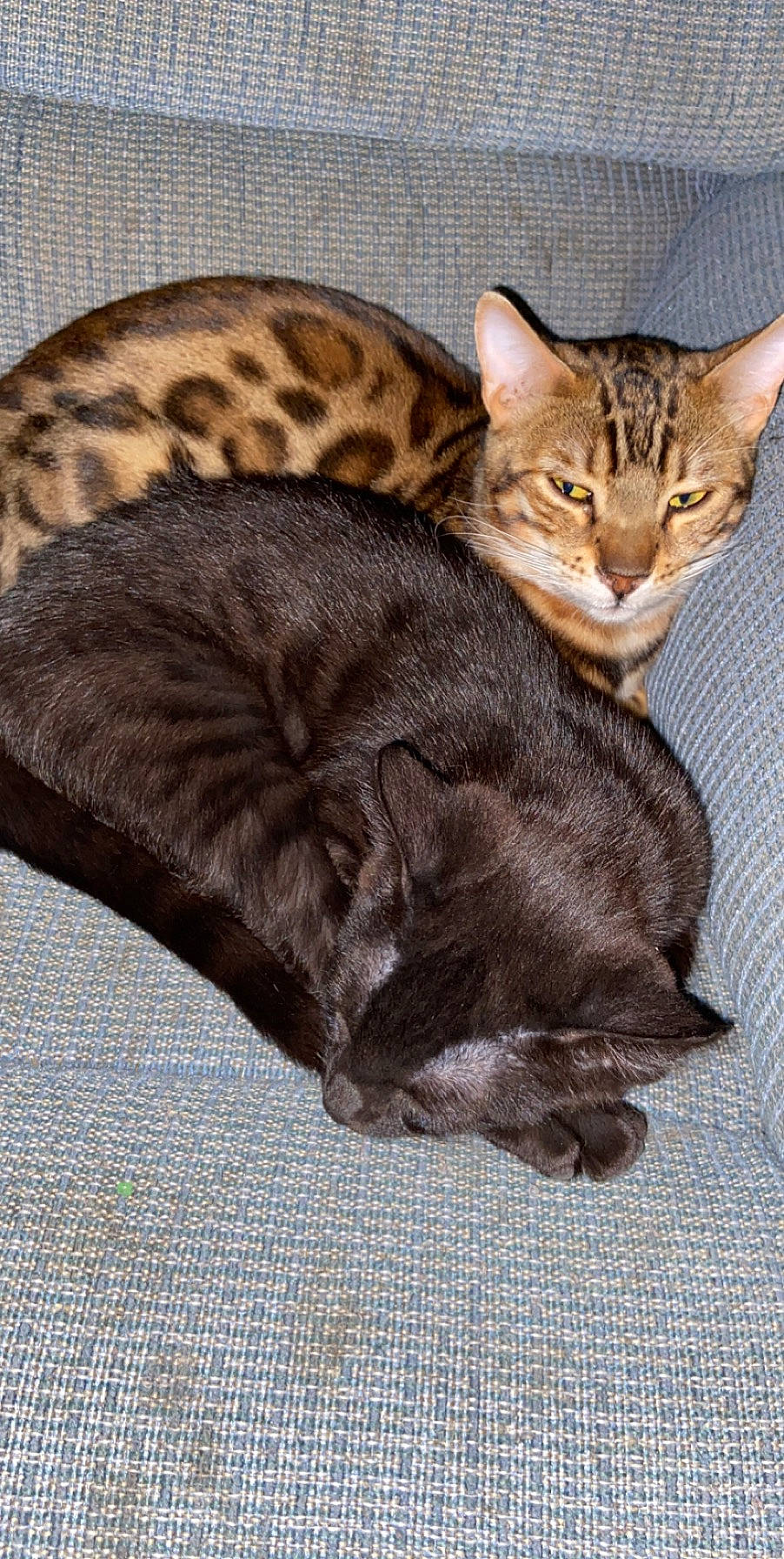 Chamber is registered to the contest to win money with this photo: american_shorthair, asian, australian_mist, bengal, carnivore, cat, domestic_short_haired_cat, dragon_li, european_shorthair, felidae, fur, kitten, mammal, ocicat, oriental_longhair, small_to_medium_sized_cats, sokoke, tabby_cat, vertebrate, whiskers