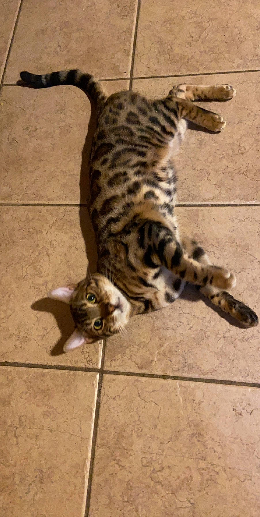 Dax joined the competition — help win amazing prizes! arabian_mau, bengal, california_spangled, carnivore, cat, dragon_li, egyptian_mau, european_shorthair, felidae, mammal, ocicat, rusty_spotted_cat, savannah, small_to_medium_sized_cats, tail, terrestrial_animal, toyger, vertebrate, whiskers, wild_cat