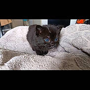 Ice a rejoint le concours — aidez-le/la à gagner de superbes lots ! kitten, black_cat, blue_eyes, towel, soft_texture, indoor, pet, animal, small, cute, curious, cozy, fur, young, exploring, resting, domestic_cat, close_up, sleeping_area, background_blur