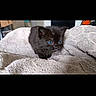 kitten, black_cat, blue_eyes, towel, soft_texture, indoor, pet, animal, small, cute, curious, cozy, fur, young, exploring, resting, domestic_cat, close_up, sleeping_area, background_blur