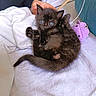 kitten, black_cat, blue_eyes, blanket, hand, purple_toy, cute, pet, animal, fur, indoor, resting, small, cozy, soft, bed, curious, young, feline, domestic