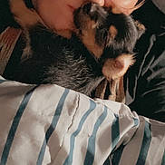 Simba is registered to the contest to win money with this photo: accessories, adult, animal, bed, bedroom, blanket, canine, cat, dog, face, glasses, head, kitten, male, man, person, pet, photography, portrait, puppy