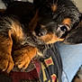 Simba joined the competition — help win amazing prizes! airedale, animal, beagle, boy, canine, chihuahua, child, clothing, cockerspaniel, couch, dog, furniture, germanshepherd, hound, male, papillon, person, pet, puppy, terrier