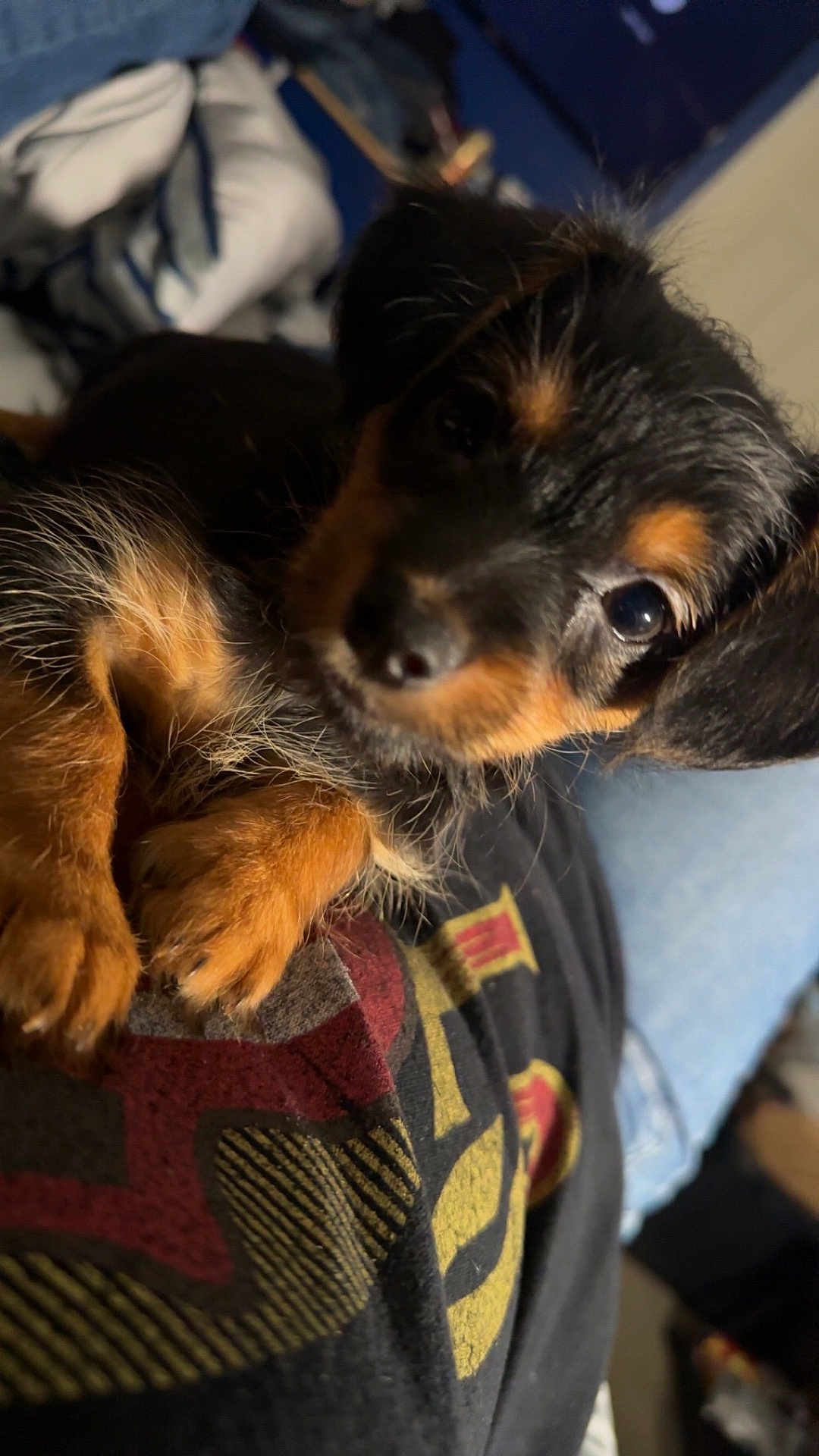 Simba joined the competition — help win amazing prizes! airedale, animal, beagle, boy, canine, chihuahua, child, clothing, cockerspaniel, couch, dog, furniture, germanshepherd, hound, male, papillon, person, pet, puppy, terrier