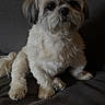 Shana participe au concours pour gagner de l'argent avec cette photo : dog, small_dog, fluffy, pet, indoor, couch, furniture, sitting, cute, animal, companion, domestic_animal, fur, face, looking, relaxed, paw, canine, home, cozy