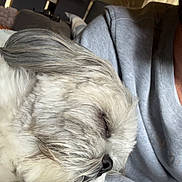 Shana a rejoint le concours — aidez-le/la à gagner de superbes lots ! dog, sleeping, fluffy, pet, indoor, person, arm, cozy, furniture, curtains, living_room, relaxing, close_up, gray, white, casual_clothing, resting, companion, cute, calm