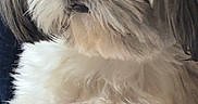 Shana participe au concours pour gagner de l'argent avec cette photo : dog, fluffy, pet, hand, fur, closeup, animal, cute, white, brown, portrait, indoor, holding, furry, small_dog, domestic_animal, mammal, companionship, face, caring