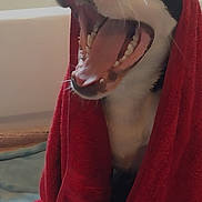 Colby Jack joined the competition — help win amazing prizes! bathroom, bathtub, blanket, close_up, cute, dog, indoor, lock_screen, mat, paws, pet, phone_ui, portrait, puppy, red_towel, teeth, timestamp, tongue, towel, yawning
