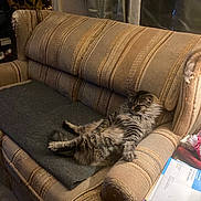 Flash is registered to the contest to win money with this photo: armchair, blanket, cat, chair, cozy, curtains, cushion, feline, fluffy, furniture, indoors, living_room, long_hair, lounging, mail, pet, relaxed, sitting, tabby_cat, window