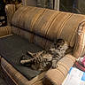 armchair, blanket, cat, chair, cozy, curtains, cushion, feline, fluffy, furniture, indoors, living_room, long_hair, lounging, mail, pet, relaxed, sitting, tabby_cat, window