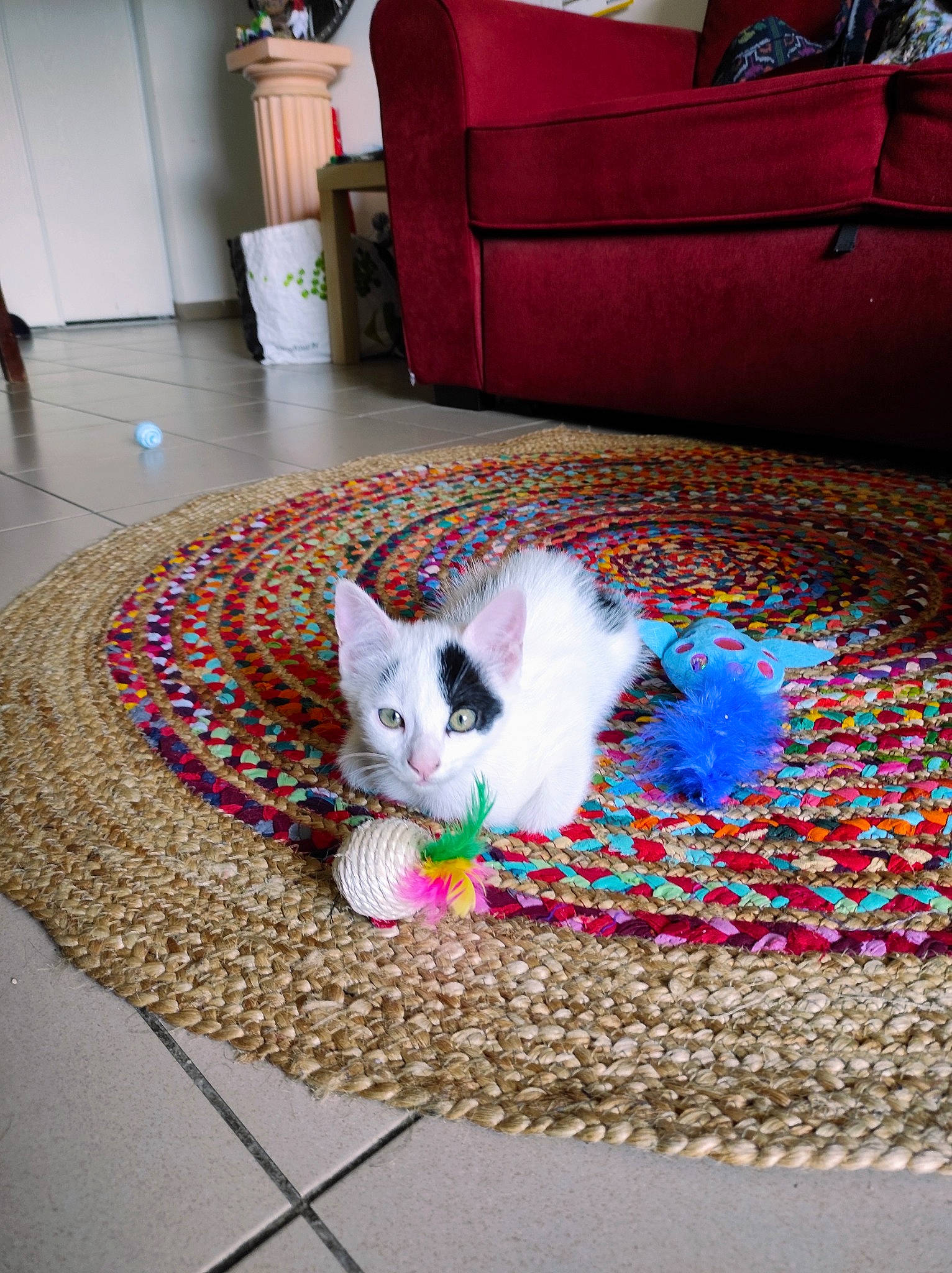 Oreo a rejoint le concours — aidez-le/la à gagner de superbes lots ! carnivore, carpet, cat, comfort, couch, fawn, felidae, floor, flooring, fur, hardwood, houseplant, linens, living_room, pattern, room, small_to_medium_sized_cats, tail, whiskers, wood