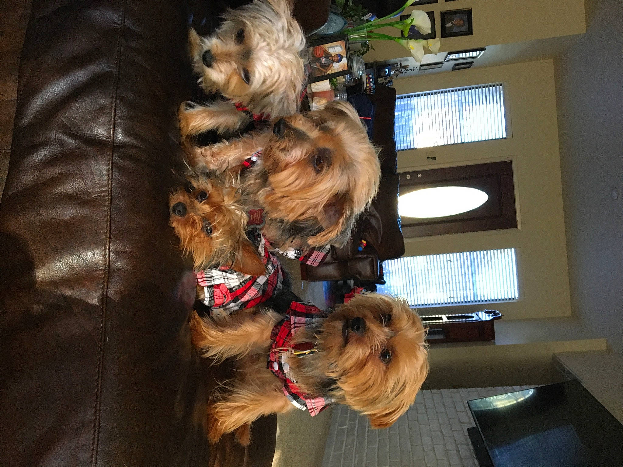 Lea is registered to the contest to win money with this photo: australian_silky_terrier, australian_terrier, canidae, carnivore, companion_dog, dog, dog_breed, fur, morkie, norwich_terrier, small_terrier, sporting_group, terrier, toy_dog, yorkshire_terrier