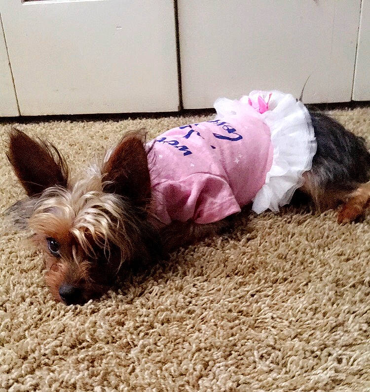 Lea is registered to the contest to win money with this photo: australian_silky_terrier, australian_terrier, biewer_terrier, cairn_terrier, canidae, carnivore, companion_dog, dog, dog_breed, dog_clothes, mammal, morkie, nap, puppy, puppy_love, small_terrier, sporting_group, terrier, toy_dog, yorkshire_terrier