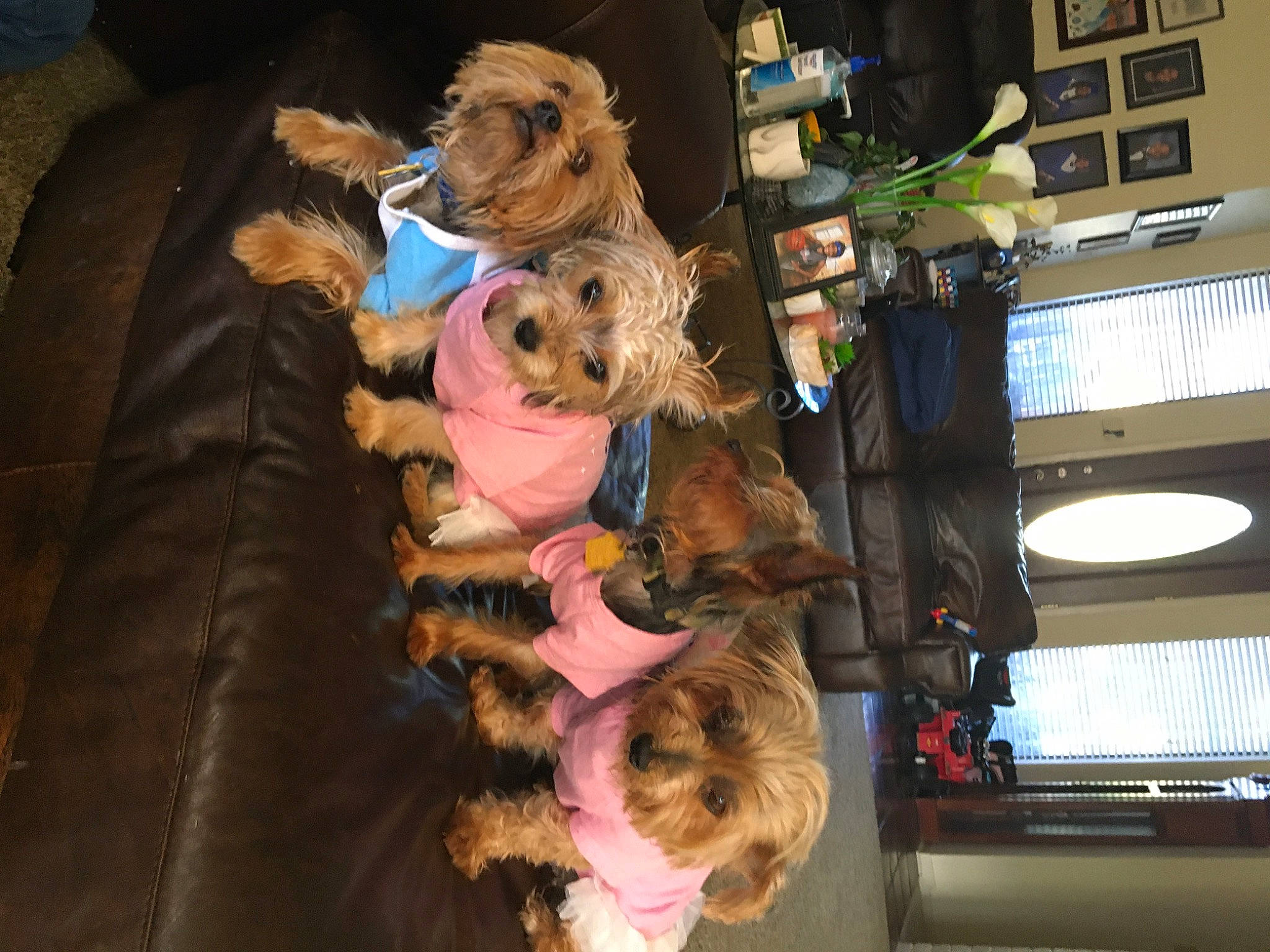 Uno is registered to the contest to win money with this photo: canidae, carnivore, cockapoo, cocker_spaniel, companion_dog, dog, dog_breed, goldendoodle, puppy, spaniel, sporting_group, toy_dog