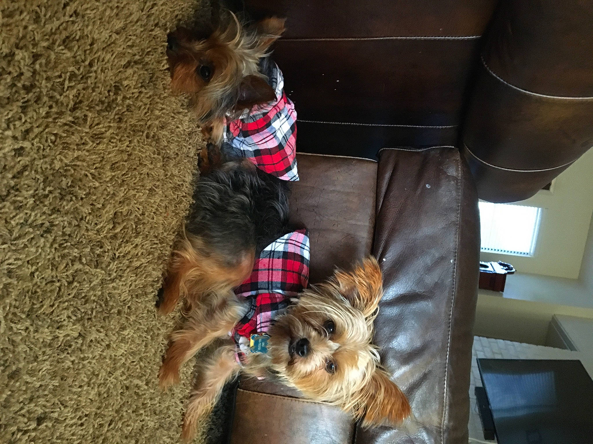 Uno is registered to the contest to win money with this photo: australian_silky_terrier, australian_terrier, canidae, carnivore, companion_dog, dog, dog_breed, dog_clothes, mammal, norwich_terrier, puppy, small_terrier, sporting_group, terrier, toy_dog, yorkshire_terrier