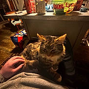 Hadés participe au concours pour gagner de l'argent avec cette photo : cat, tabby_cat, person, hand, hoodie, lap, indoor, table, coca_cola_can, mug, container, kitchen, chair, bag, wooden_floor, warm_lighting, shadow, furniture, cozy, relaxing