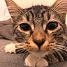 Hadés a rejoint le concours — aidez-le/la à gagner de superbes lots ! cat, tabby, close_up, whiskers, ears, paws, fur, pet, animal, indoor, curious, lying_down, soft_surface, domestic_cat, mammal, cute, feline, face, relaxed, young_cat