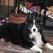 Lacey Lu joined the competition — help win amazing prizes! dog, black_and_white, indoor, floor, wicker_basket, toy, pet, laying, domestic, fur, animal, household, cozy, background, relaxing, companion, canine, mammal, resting, home