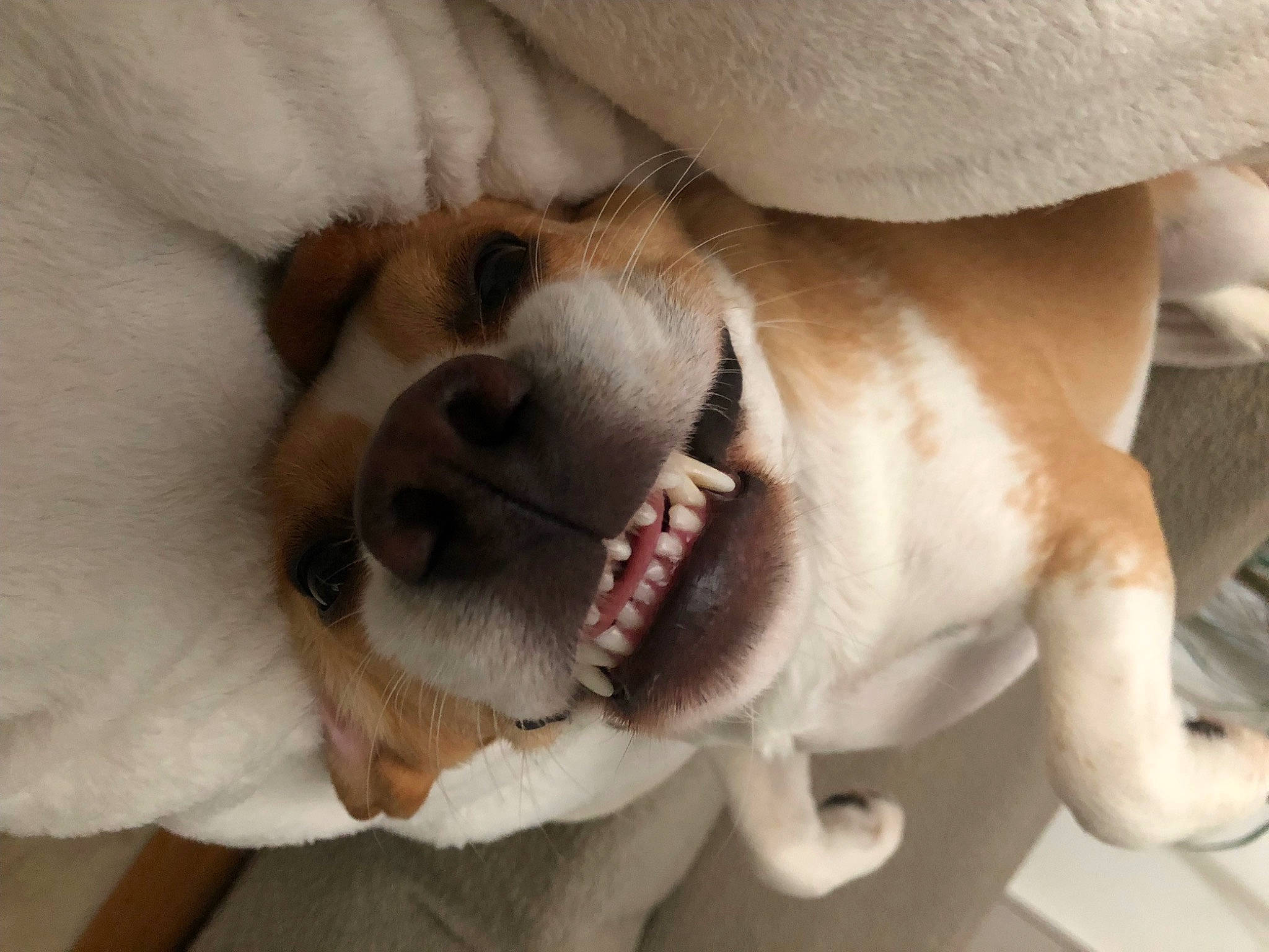 Roucky participe au concours pour gagner de l'argent avec cette photo : canidae, carnivore, close_up, collar, comfort, companion_dog, dog, dog_breed, dog_collar, ear, fang, fawn, fur, nose, paw, snout, sporting_group, tail, whiskers, working_animal