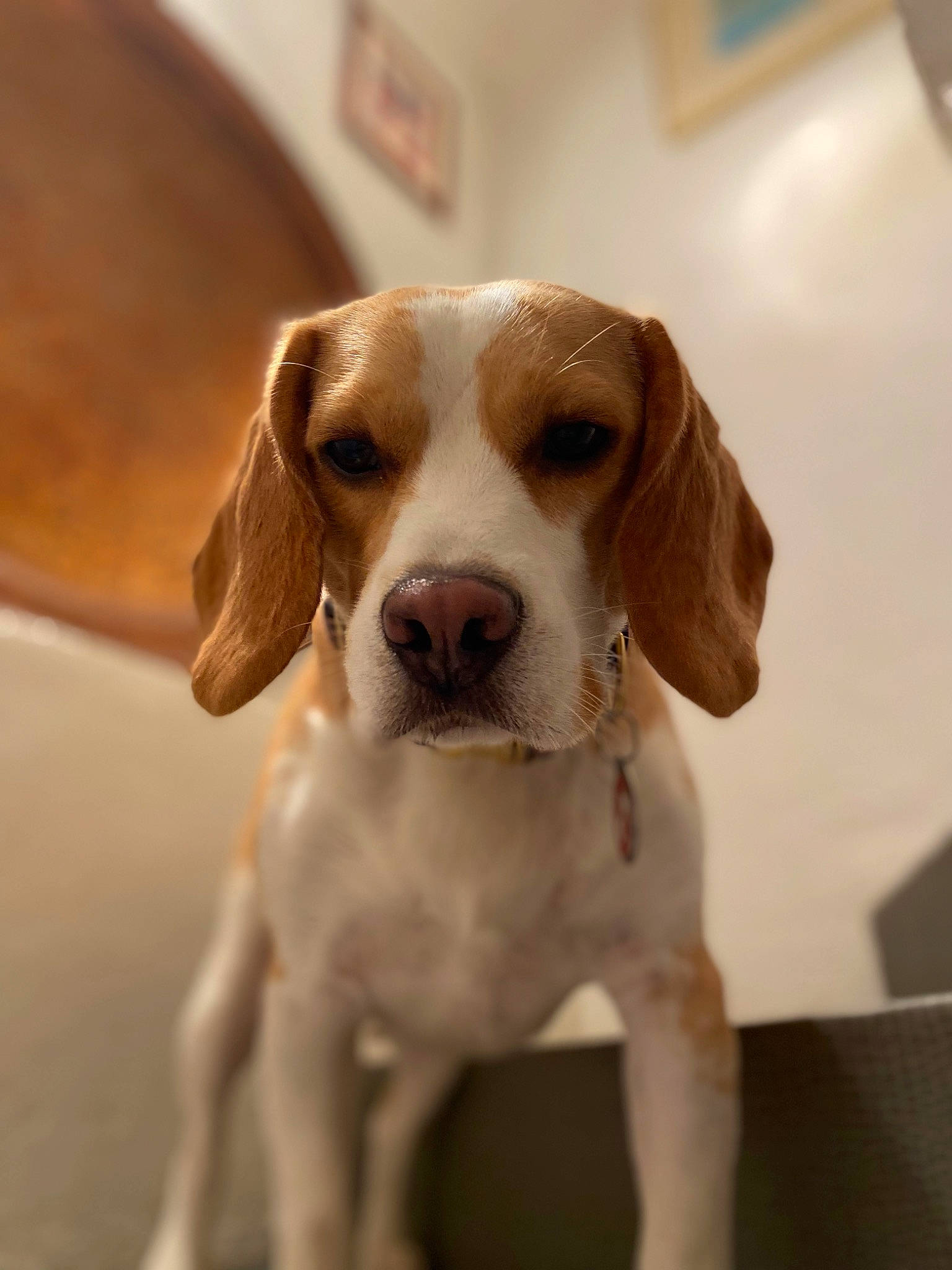 Roucky a rejoint le concours — aidez-le/la à gagner de superbes lots ! canidae, carnivore, companion_dog, dog, dog_breed, fawn, hound, hunting_dog, liver, scent_hound, snout, sporting_group, whiskers, working_animal