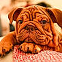 puppy, dog, wrinkles, close_up, blanket, cozy, cute, pet, animal, ears, paws, indoor, knit, red, fur, sleepy, resting, soft, young, companion