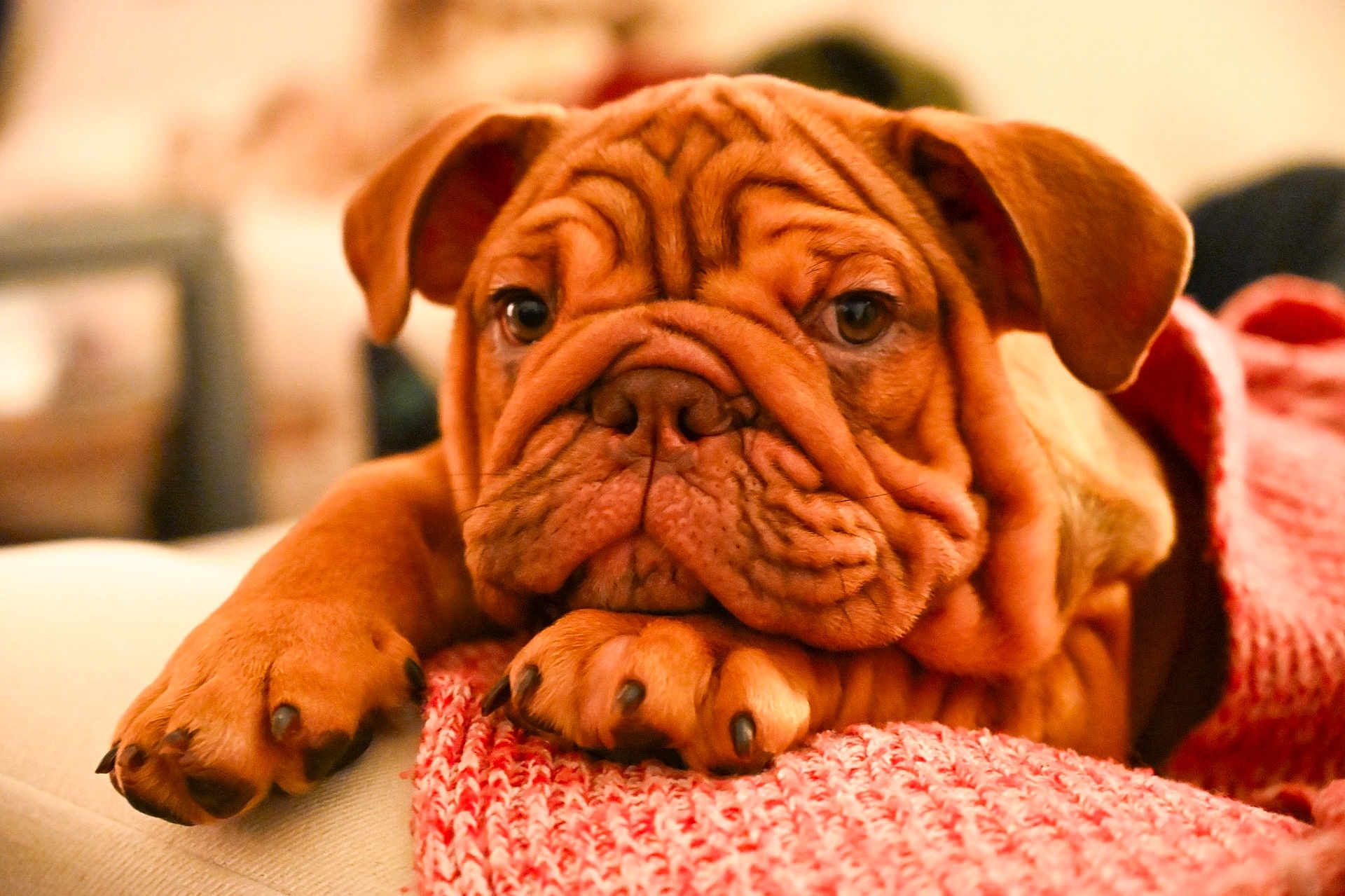 Waffles joined the competition — help win amazing prizes! puppy, dog, wrinkles, close_up, blanket, cozy, cute, pet, animal, ears, paws, indoor, knit, red, fur, sleepy, resting, soft, young, companion