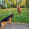 U'Kira a rejoint le concours — aidez-le/la à gagner de superbes lots ! animal, autumn, black_and_tan_dog, brown_horse, canine, dog, equine, fence, field, german_shepherd, grass, horse, leaves, mammal, nature, outdoor, pasture, pet, tree, walking_leash