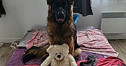 U'Kira a rejoint le concours — aidez-le/la à gagner de superbes lots ! animal, bed, blanket, cozy, curtain, dog, ears, face, floor, fur, german_shepherd, home, indoor, natural_light, pet, sitting, soft_toy, stuffed_toy, teddy_bear, window