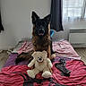 animal, bed, blanket, cozy, curtain, dog, ears, face, floor, fur, german_shepherd, home, indoor, natural_light, pet, sitting, soft_toy, stuffed_toy, teddy_bear, window