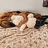 U'Kira a rejoint le concours — aidez-le/la à gagner de superbes lots ! animal, bed, black, blanket, brown, canine, comfort, cozy, cute, dog, fur, indoor, lying_down, paw_prints, plush, relaxed, resting, sleepy, stuffed_toy, toy
