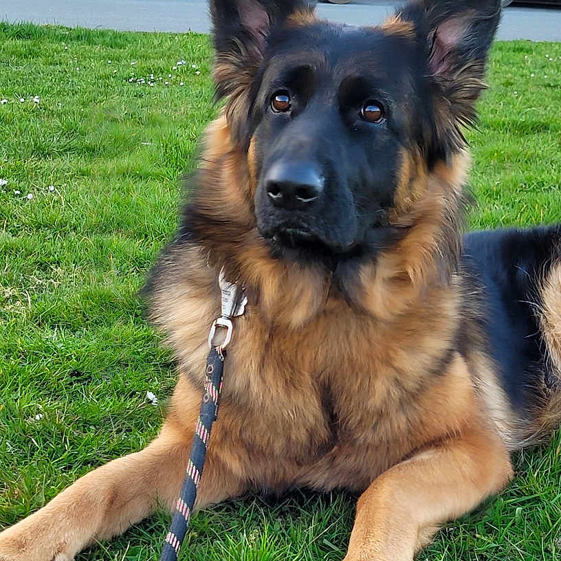 U'Kira a rejoint le concours — aidez-le/la à gagner de superbes lots ! alert, animal, canine, collar, daylight, dog, ears, eyes, fur, german_shepherd, grass, leash, mammal, nature, outdoor, parked_cars, pet, portrait, resting, street