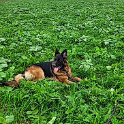 U'Kira a rejoint le concours — aidez-le/la à gagner de superbes lots ! animal, canine, dog, ears, field, fur, german_shepherd, grass, greenery, happy, landscape, leash, lying_down, nature, outdoor, pet, plant, rural, sky, tongue_out