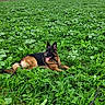 animal, canine, dog, ears, field, fur, german_shepherd, grass, greenery, happy, landscape, leash, lying_down, nature, outdoor, pet, plant, rural, sky, tongue_out