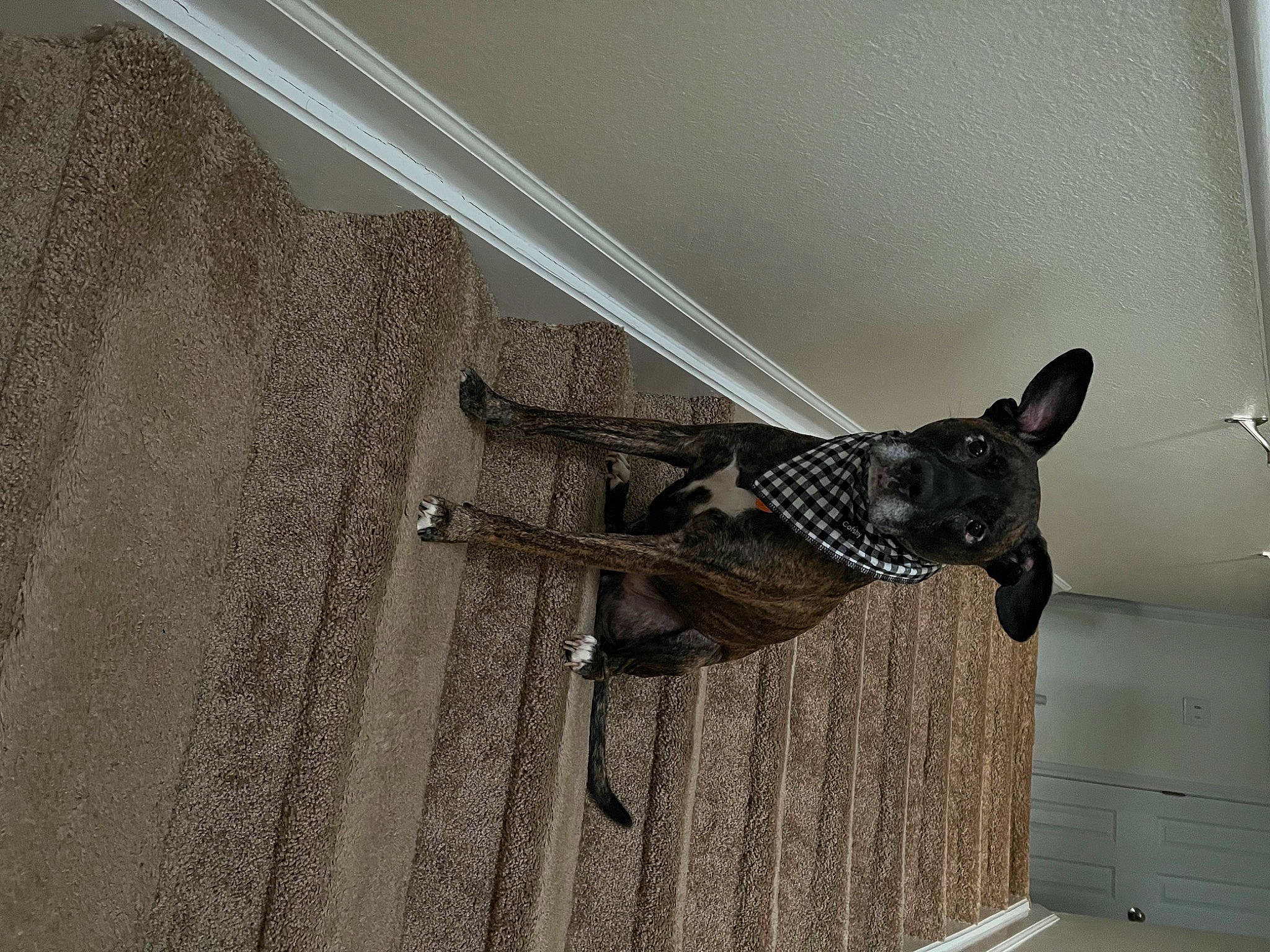 Zoey is registered to the contest to win money with this photo: beige, carnivore, ceiling, dog, dog_breed, door, fawn, floor, flooring, grey, metal, pattern, pet_supply, sculpture, snout, sporting_group, tail, window, wood, working_animal