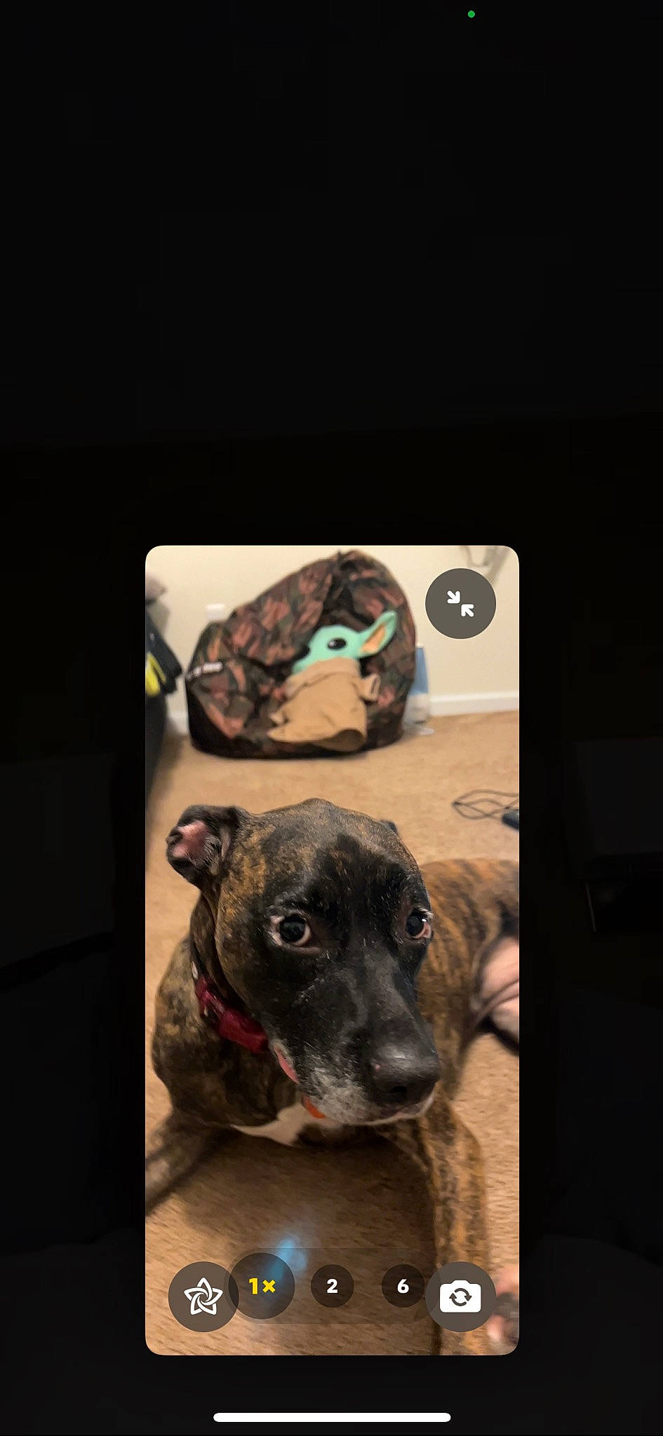 Zoey joined the competition — help win amazing prizes! canidae, carnivore, circle, companion_dog, dog, dog_breed, fur, guard_dog, non_sporting_group, sleeve, snout, sporting_group, terrestrial_animal, whiskers, working_animal