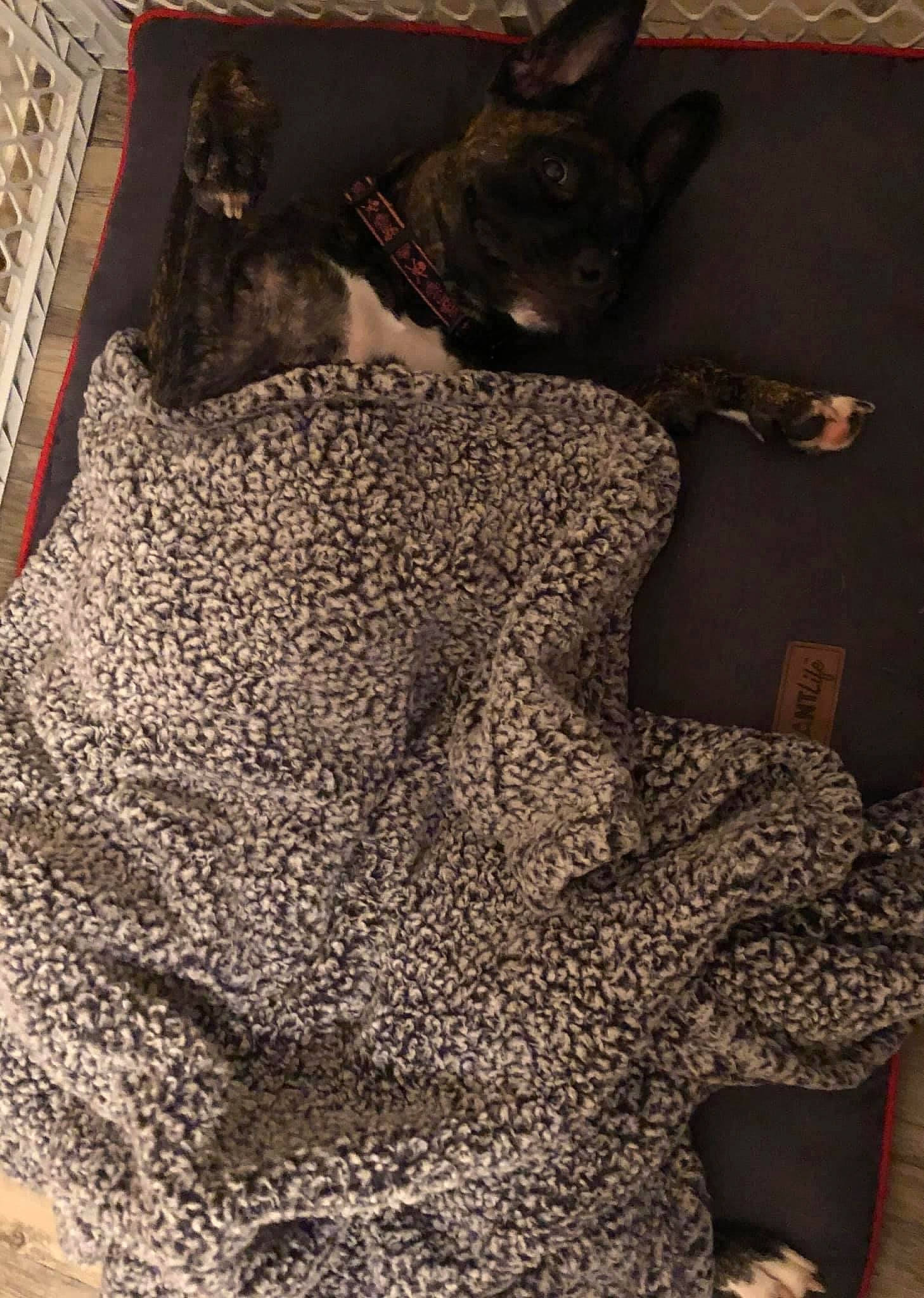 Zoey joined the competition — help win amazing prizes! art, black, comfort, craft, creative_arts, fashion_accessory, fur, grey, hat, linens, pattern, sleeve, textile, thread, visual_arts, weaving, wool, woolen, working_animal, woven_fabric