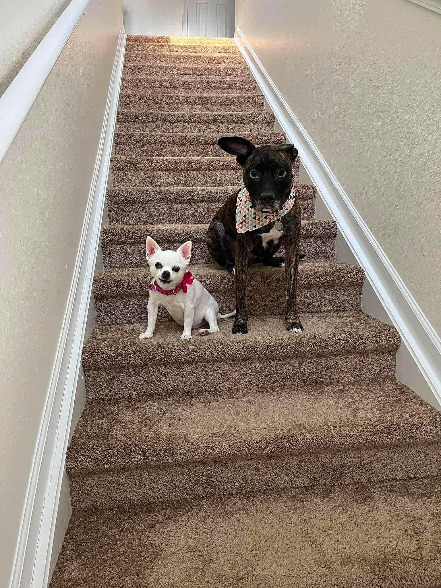 Zoey joined the competition — help win amazing prizes! carnivore, collar, companion_dog, dog, dog_breed, dog_collar, dog_supply, fawn, floor, flooring, grey, line, pattern, pet_supply, shadow, stairs, tail, toy_dog, vertebrate, working_animal