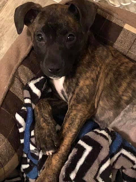 Zoey is registered to the contest to win money with this photo: canidae, carnivore, collar, comfort, companion_dog, dog, dog_breed, dog_collar, fawn, fur, guard_dog, non_sporting_group, rampur_greyhound, sighthound, snout, sporting_group, terrestrial_animal, toy_dog, whiskers, working_animal