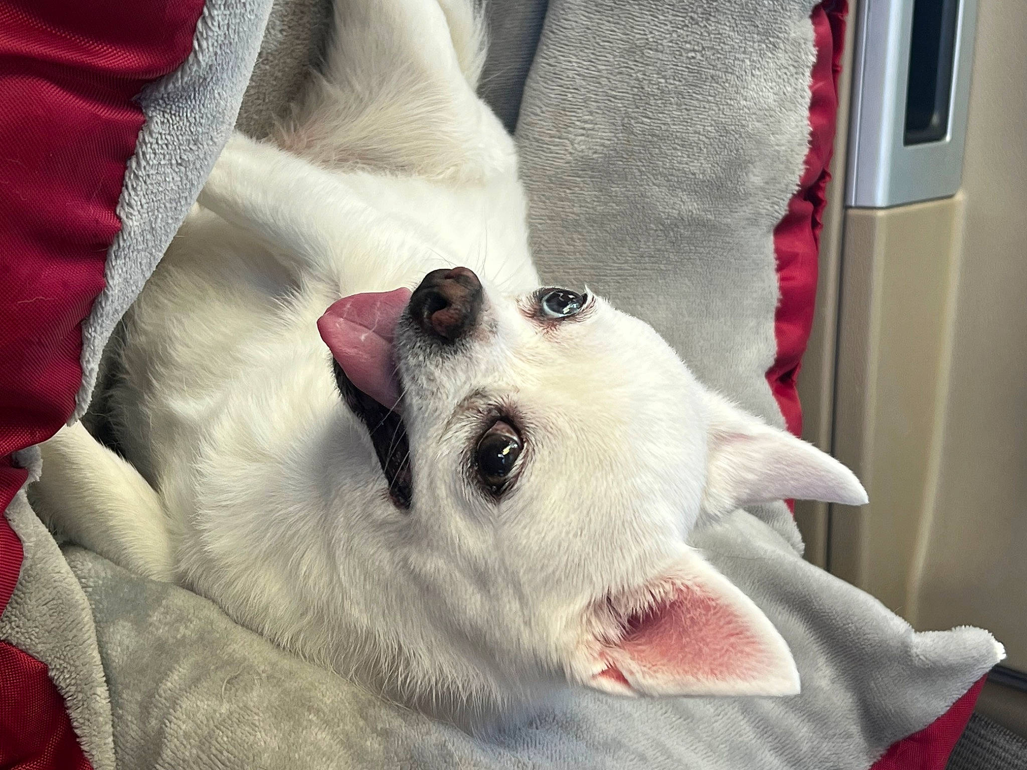 Pixie joined the competition — help win amazing prizes! american_eskimo_dog, canidae, carnivore, collar, comfort, companion_dog, dog, dog_breed, fang, fawn, felidae, fur, paw, small_to_medium_sized_cats, snout, sporting_group, volpino_italiano, whiskers, white, working_animal