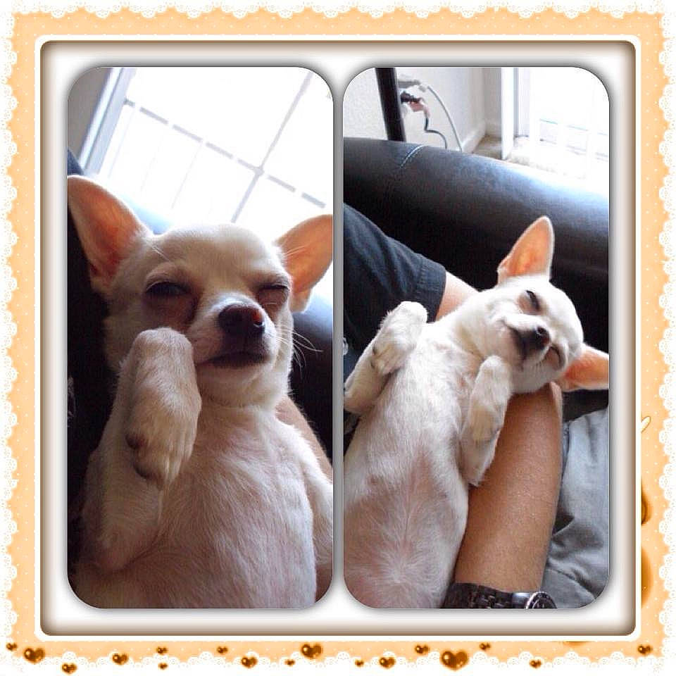 Pixie joined the competition — help win amazing prizes! automotive_mirror, canidae, carnivore, comfort, companion_dog, dog, dog_breed, dog_supply, electronic_device, fawn, mammal, non_sporting_group, photo_caption, rectangle, sporting_group, square, toy_dog, vertebrate, whiskers, working_animal