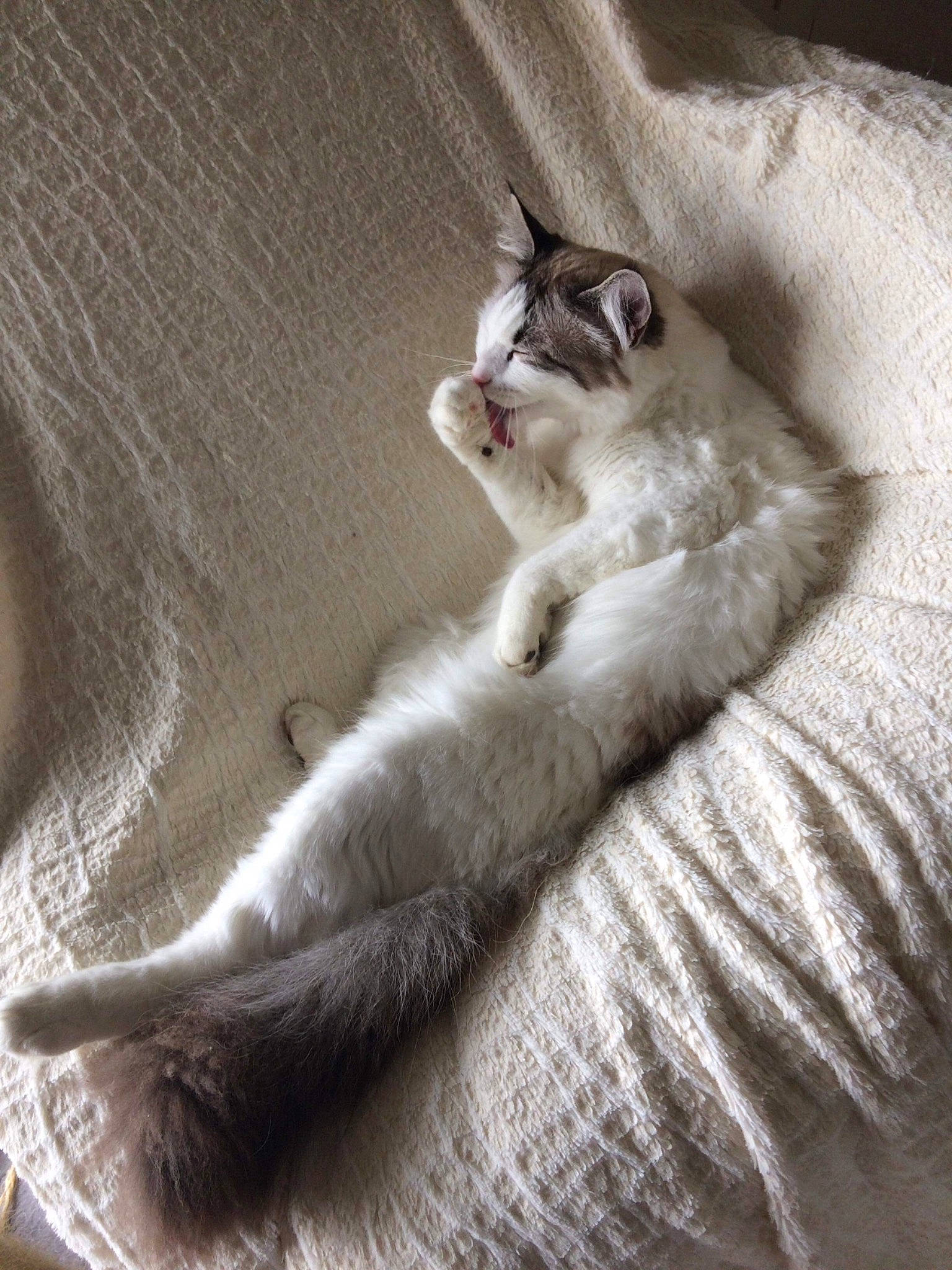 Chouchen a rejoint le concours — aidez-le/la à gagner de superbes lots ! carnivore, cat, claw, comfort, domestic_short_haired_cat, fawn, felidae, flooring, fur, grey, leg, linens, nap, paw, small_to_medium_sized_cats, snout, tail, whiskers, window, wood