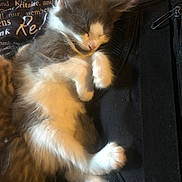 Nina a rejoint le concours — aidez-le/la à gagner de superbes lots ! abyssinian, accessories, angora, animal, bag, baggage, cat, chair, couch, furniture, handbag, kitten, manx, person, pet, slate, sleeping, strap, suitcase, text