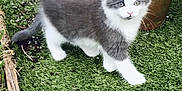 Nina participe au concours pour gagner de l'argent avec cette photo : animal, backyard, cat, clapperboard, cookware, grass, jar, kitten, lawn, nature, outdoors, pet, plant, planter, pot, pottedplant, pottery, soil, vase, yard