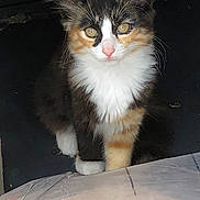Princesse a rejoint le concours — aidez-le/la à gagner de superbes lots ! abyssinian, angora, animal, cat, document, kitten, manx, pet, receipt, slate, text